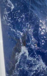 Reel in your dream catch in Fajardo!